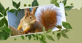 Forest Animals