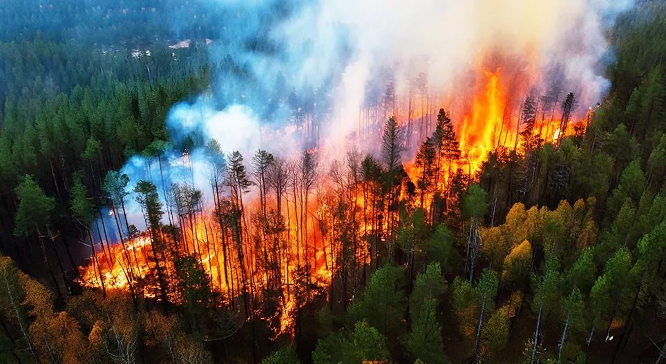 Bushfire case study: Black Summer, 2019–2020