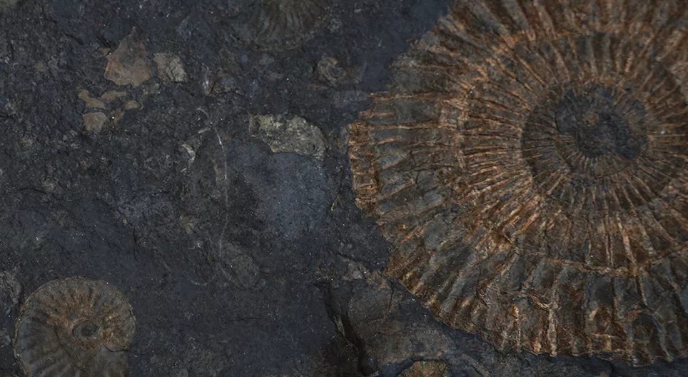 ฟอสซิลที่มีชีวิต