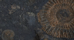 ฟอสซิลที่มีชีวิต