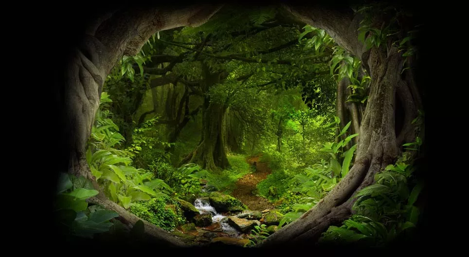 ลึกเข้าไปในป่า