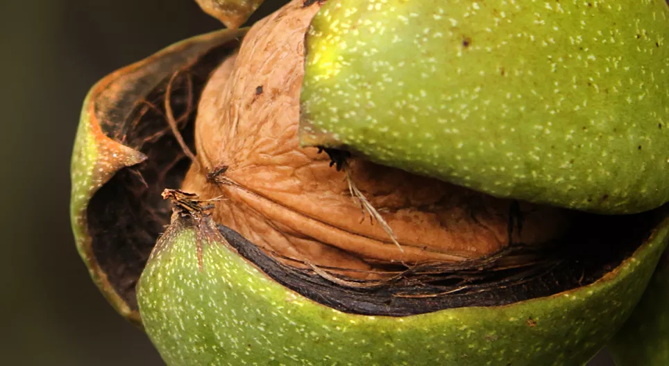 ปลูกต้นวอลนัทให้ลูกหลานของคุณ