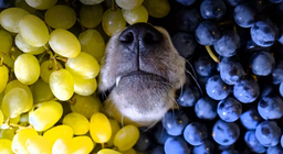 องุ่นดีต่อสุขภาพของคุณจริงหรือไม่