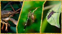 สัตว์ขาปล้องในน้ำ