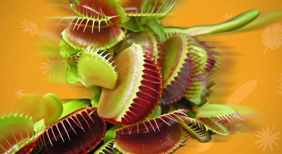 พืชเคลื่อนไหวได้หรือไม่