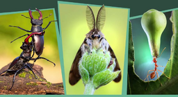 แมลงในป่า