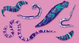 สัตว์ล่องหน: หนอน