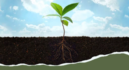 จากรากสู่ใบ