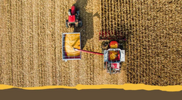 พืชไร่ทั่วไป