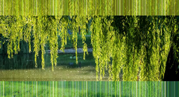 พืชริมน้ำ