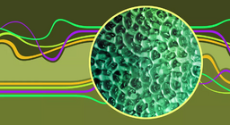 คลื่นนิ่ง