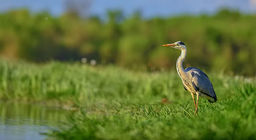 ชีวิตในน้ำและบนฝั่ง