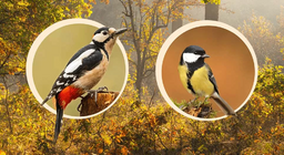 นกที่ทำรังอยู่บนต้นไม้