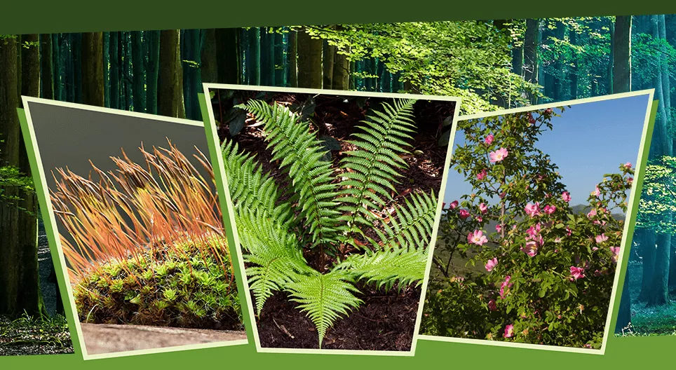 ในแสงและเงา