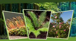 ในแสงและเงา