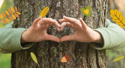 ระบบนิเวศของป่าไม้