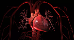 ระบบไหลเวียนโลหิต