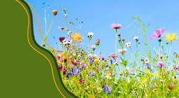 วงจรชีวิตของพืชดอก