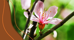 กายวิภาคของพืช