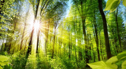 มารู้จักใบหน้าของป่ากันเถอะ!