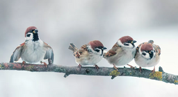 นกบินได้อย่างไร ตอนที่ 2