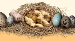 ความลับของไข่