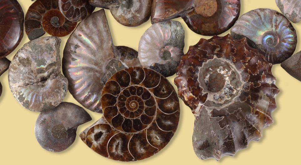 แคลเซียม