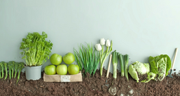 เมล็ดพืชหรือผลไม้