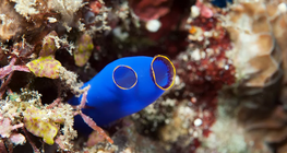 ทูนิเคต