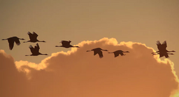 นกบินได้อย่างไร ตอนที่ 3