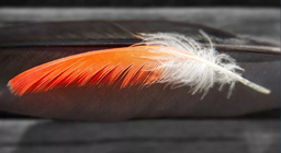 สิ่งใดเกิดก่อน ขนหรือนก