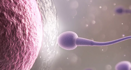 เซลล์ไข่และเซลล์อสุจิ