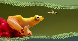 สัตว์มีกระดูกสันหลังหรือสัตว์ไม่มีกระดูกสันหลัง