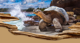 สายพันธุ์ที่มีอายุยืนยาวที่สุด