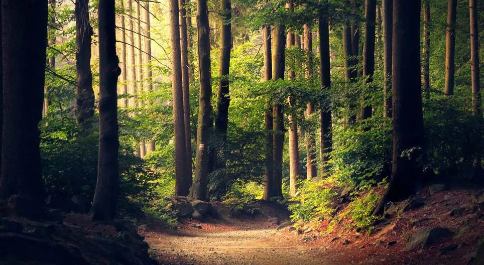 ป่าทั้งหมดเหมือนกันหรือไม่