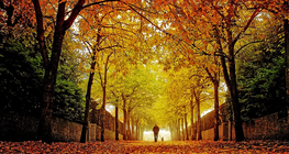 ฤดูใบไม้ร่วง - Int. Ed.