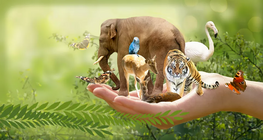 สายพันธุ์ที่เกี่ยวข้อง