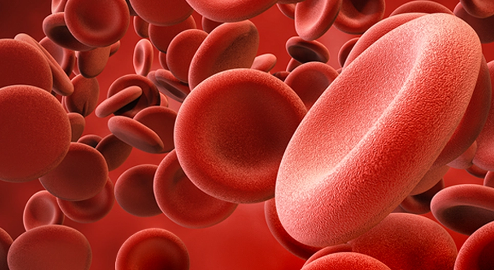 The blood