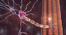 Biomechanical properties of the peripheral nerves