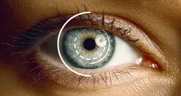 The visual system