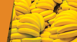 กล้วยสีฟ้า