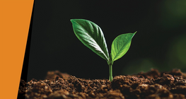 ในความมืดมิดของค่ำคืน