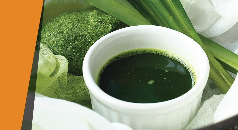 สีของใบไม้