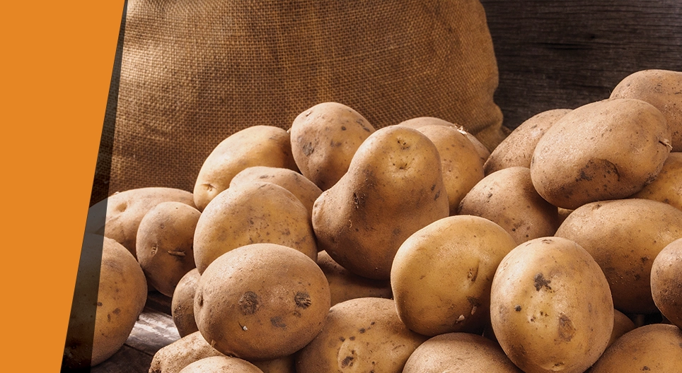 ตัวเร่งปฏิกิริยามันฝรั่ง