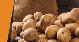 ตัวเร่งปฏิกิริยามันฝรั่ง