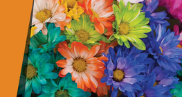 กลีบดอกไม้หลากสีสันนับพันดอก