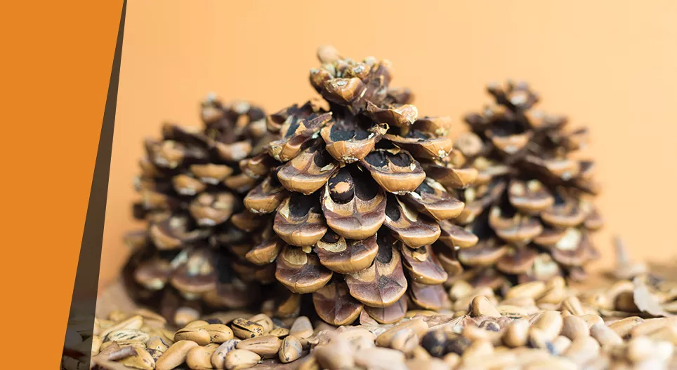 ลูกสนไฮโกรมิเตอร์