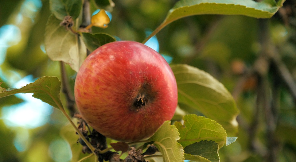 วิดีโอเพื่อการศึกษา