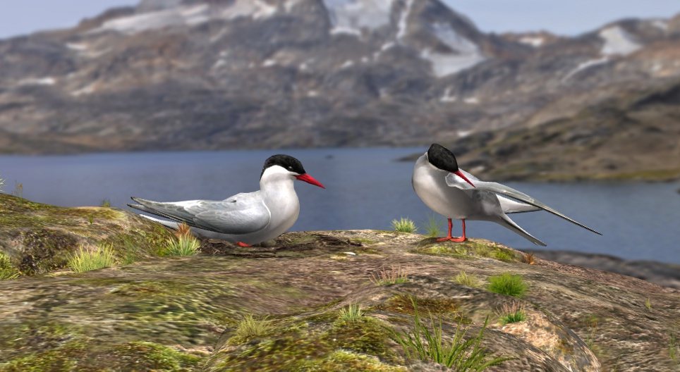 นกนางนวลแกลบขั้วโลกเหนือ