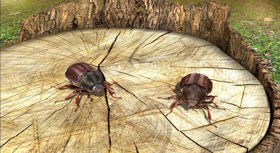 ค็อกชาเฟอร์ (แมงอีนูน)